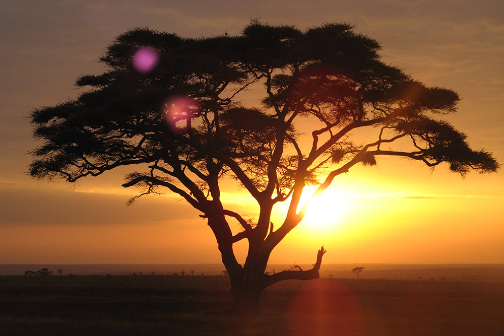 Acacia tree at sunset
