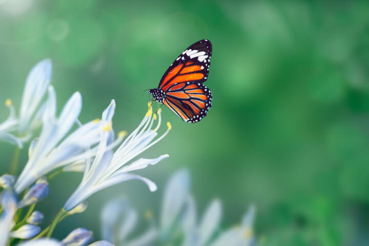 A monarch butterfly sitting on a flower.