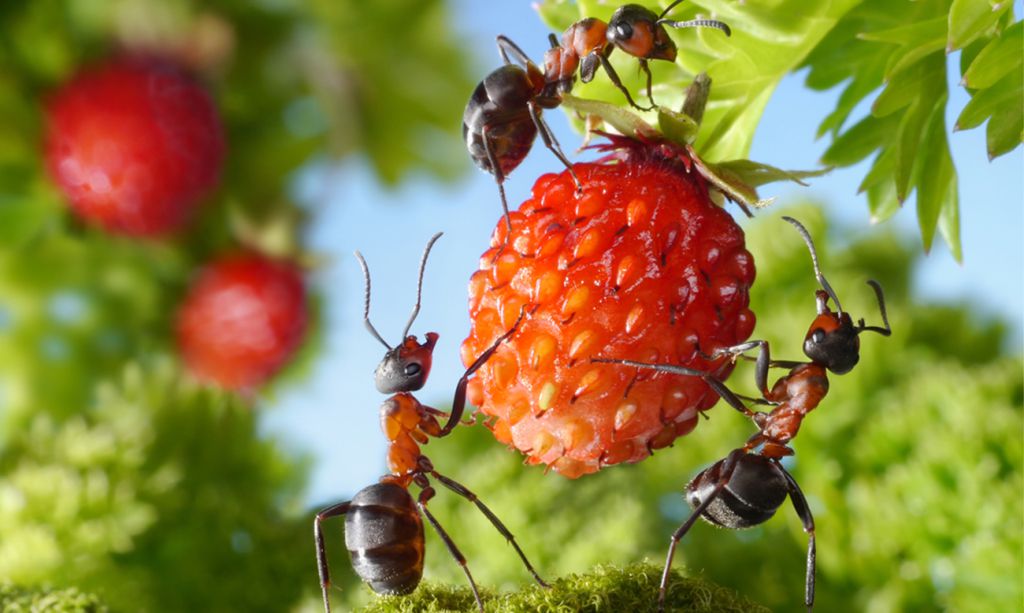 ants climbing on berry bush