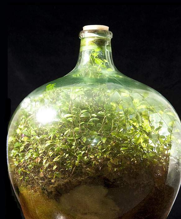 Photograph of a terrarium